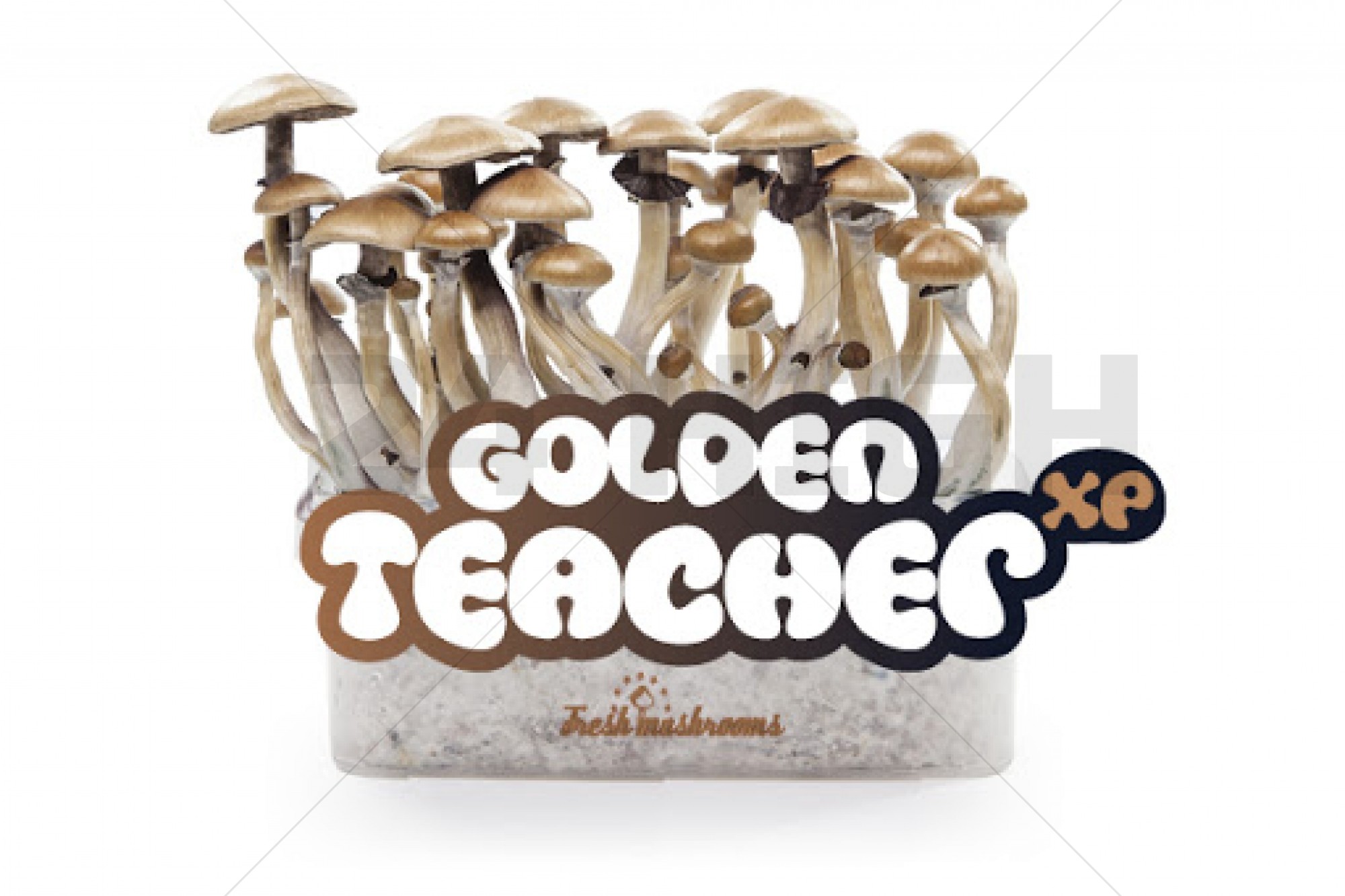 Kit de Cultivo 100% Micelio de Setas Mágicas Golden Teacher 