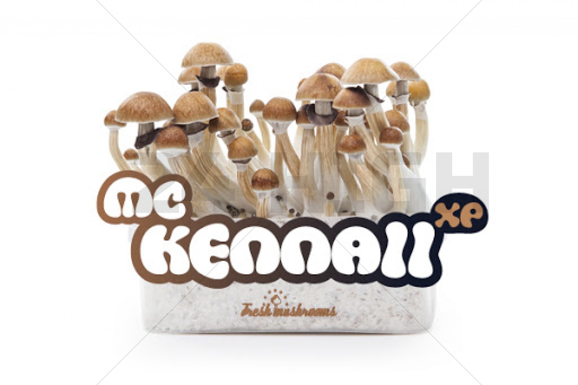 Kit de Cultivo 100% Micelio de Setas Mágicas McKennaii 