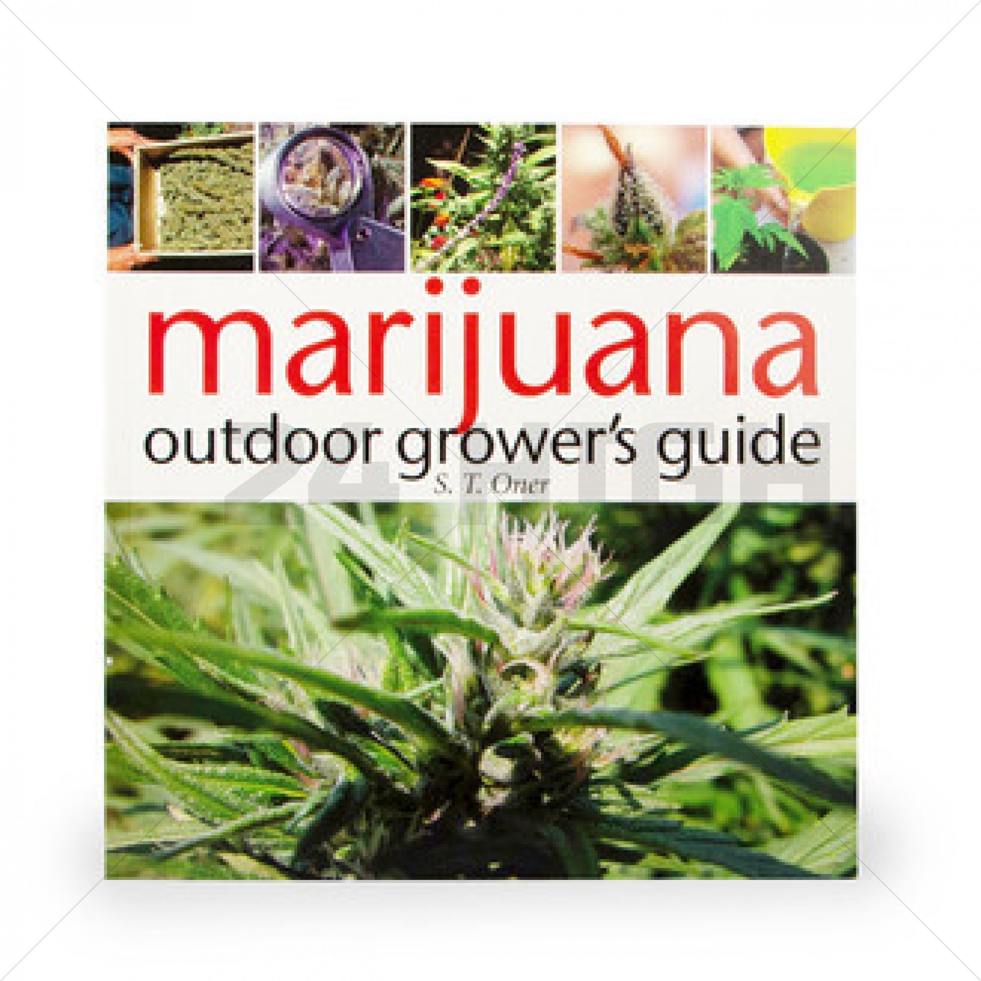 Guía del cultivador de exterior de marihuana